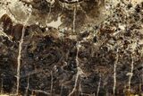 Polished Fossil Stromatolite Colony on Petrified Wood - Utah #365918-1